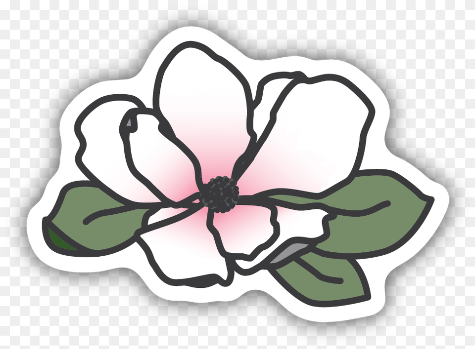 Magnolia Blossom Sticker, Anemone, Flower, Plant, Petal Png