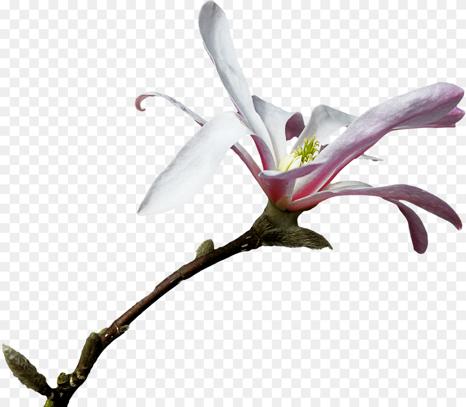 Magnolia Branch Picture Graphics, Flower, Plant, Pollen, Petal Png Image