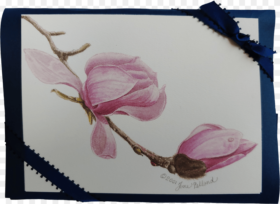 Magnolia Campbellii Notecards Picture Frame Png Image