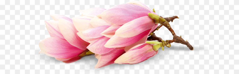 Magnolia Chinese Magnolia, Flower, Petal, Plant, Bud Free Png