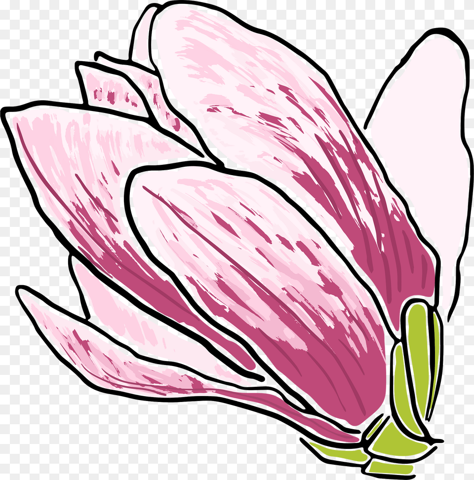 Magnolia Clipart, Flower, Petal, Plant, Art Free Png Download