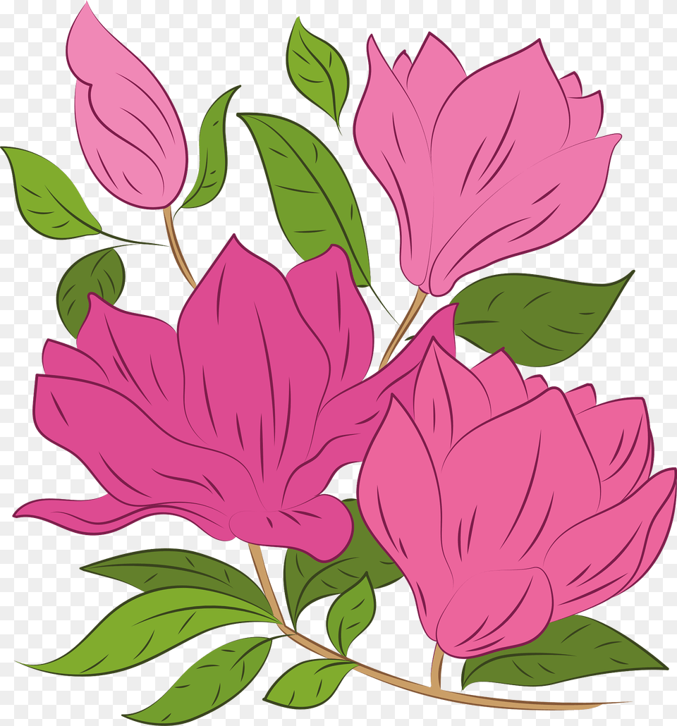 Magnolia Clipart, Leaf, Plant, Art, Flower Png Image