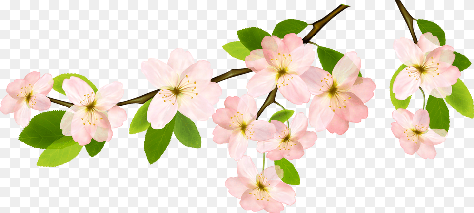 Magnolia Clipart Garland Flower Branches Clipart, Geranium, Petal, Plant, Cherry Blossom Png