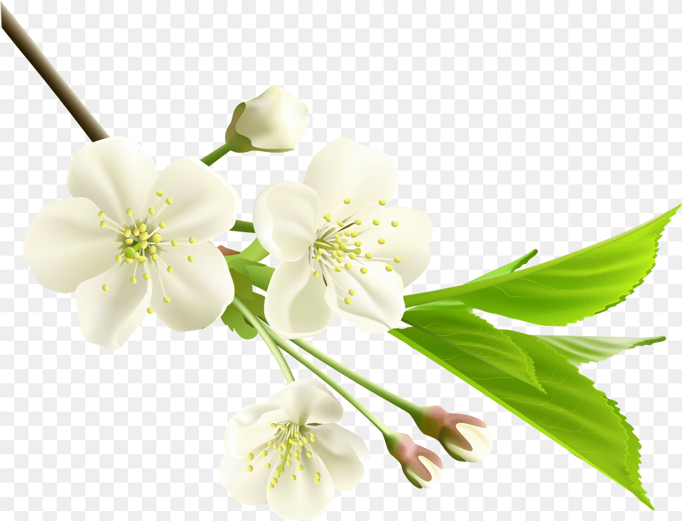 Magnolia Clipart Jasmine Flower Jasmine Flower Hd, Anther, Plant, Anemone, Pollen Free Png Download