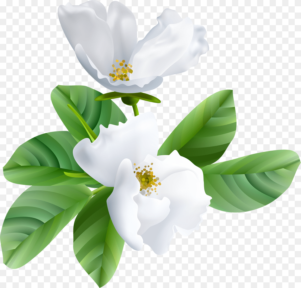 Magnolia Clipart Magnolia Leaf Blooming Flower Free Transparent Png