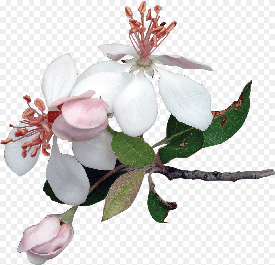 Magnolia Clipart Picture Apple Flower, Geranium, Petal, Plant, Pollen Free Png