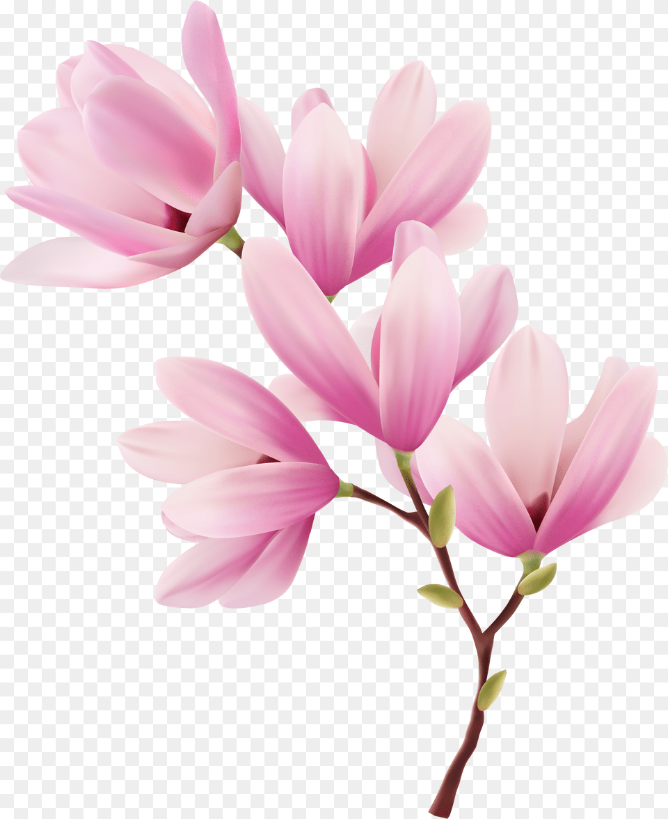Magnolia Clipart Spring Png