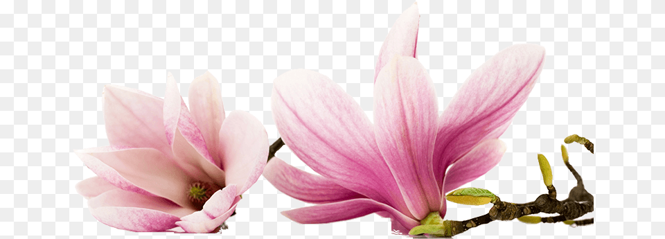 Magnolia Edible Magnolia Flowers, Flower, Petal, Plant, Anther Free Png Download