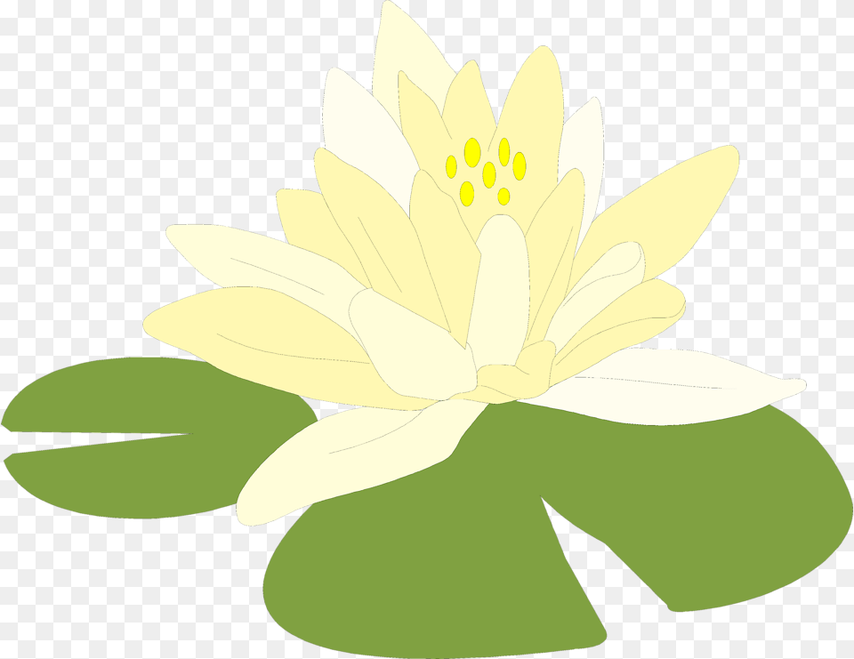 Magnolia Family Lily Pads Background, Flower, Plant, Pond Lily, Anther Free Transparent Png