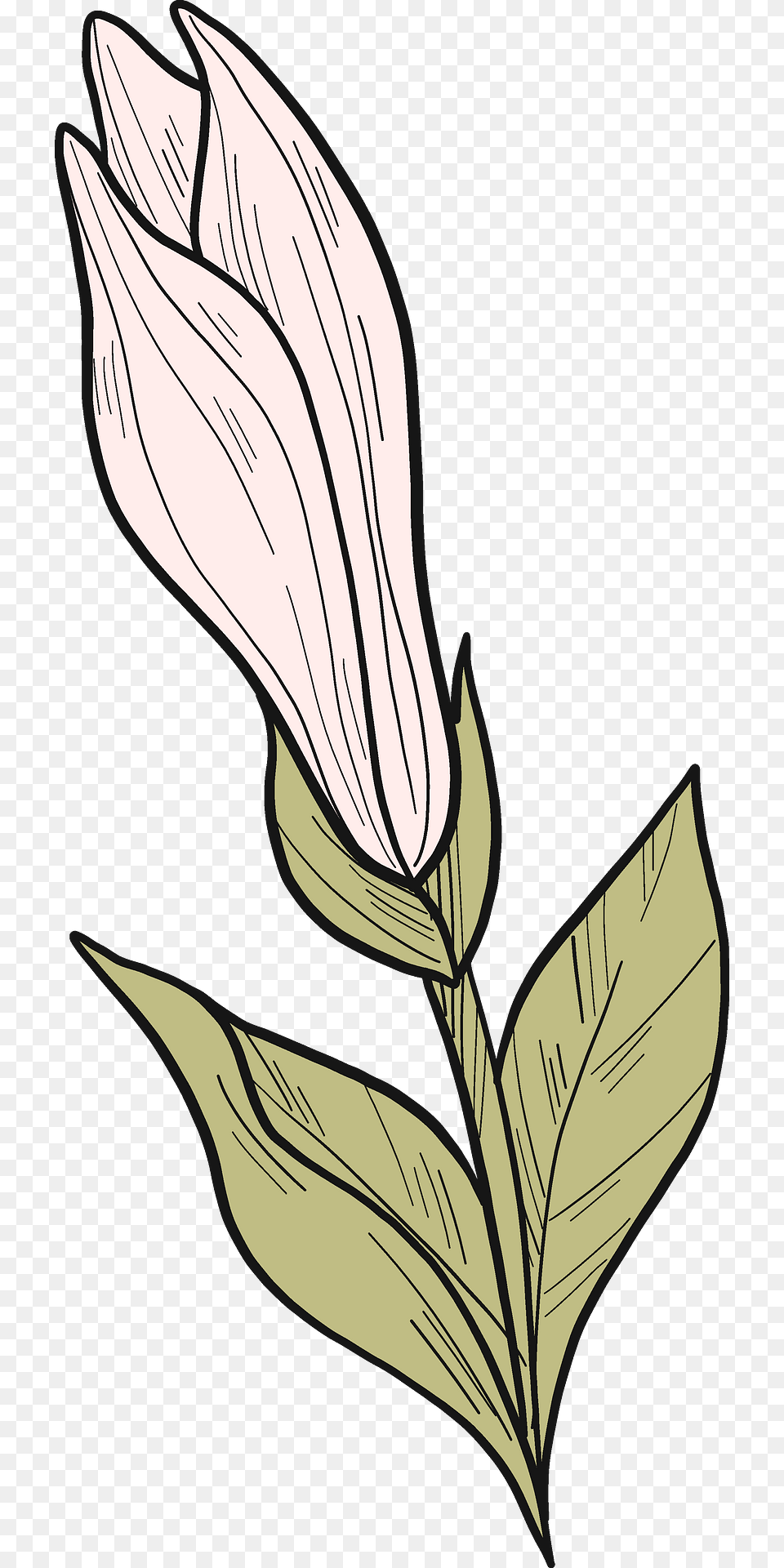 Magnolia Flower Clipart, Leaf, Plant, Acanthaceae, Art Png