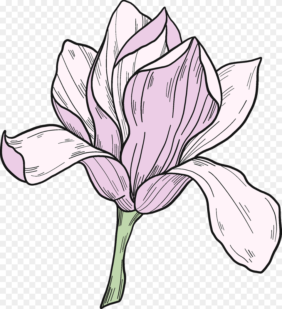 Magnolia Flower Clipart, Art, Plant, Petal, Drawing Free Transparent Png