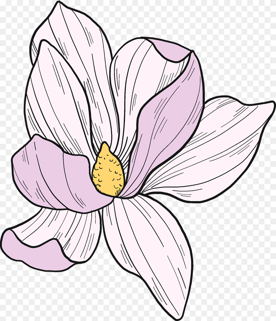 Magnolia Flower Clipart, Anemone, Petal, Plant, Anther Free Transparent Png