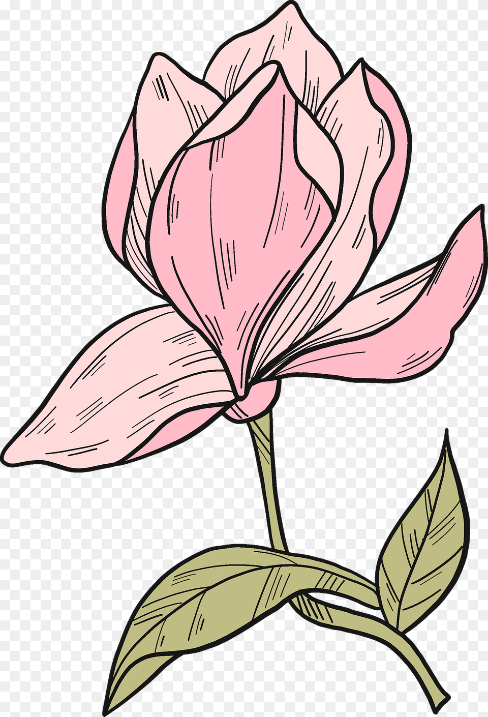 Magnolia Flower Clipart, Petal, Plant, Art, Drawing Free Transparent Png