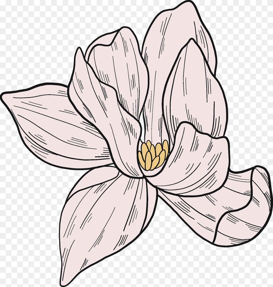 Magnolia Flower Clipart, Plant, Art, Animal, Fish Png