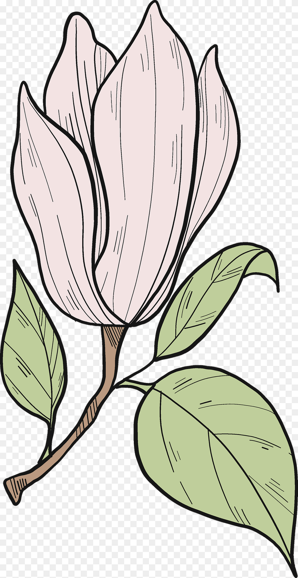 Magnolia Flower Clipart, Art, Leaf, Plant, Drawing Png