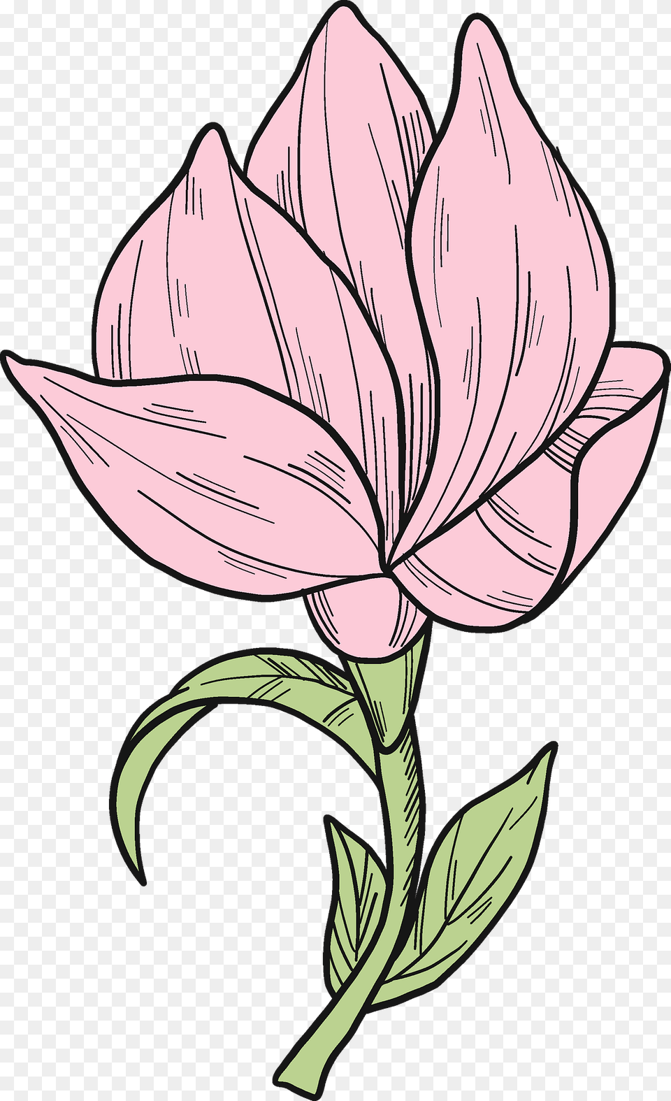 Magnolia Flower Clipart, Art, Plant, Petal, Pattern Free Png Download