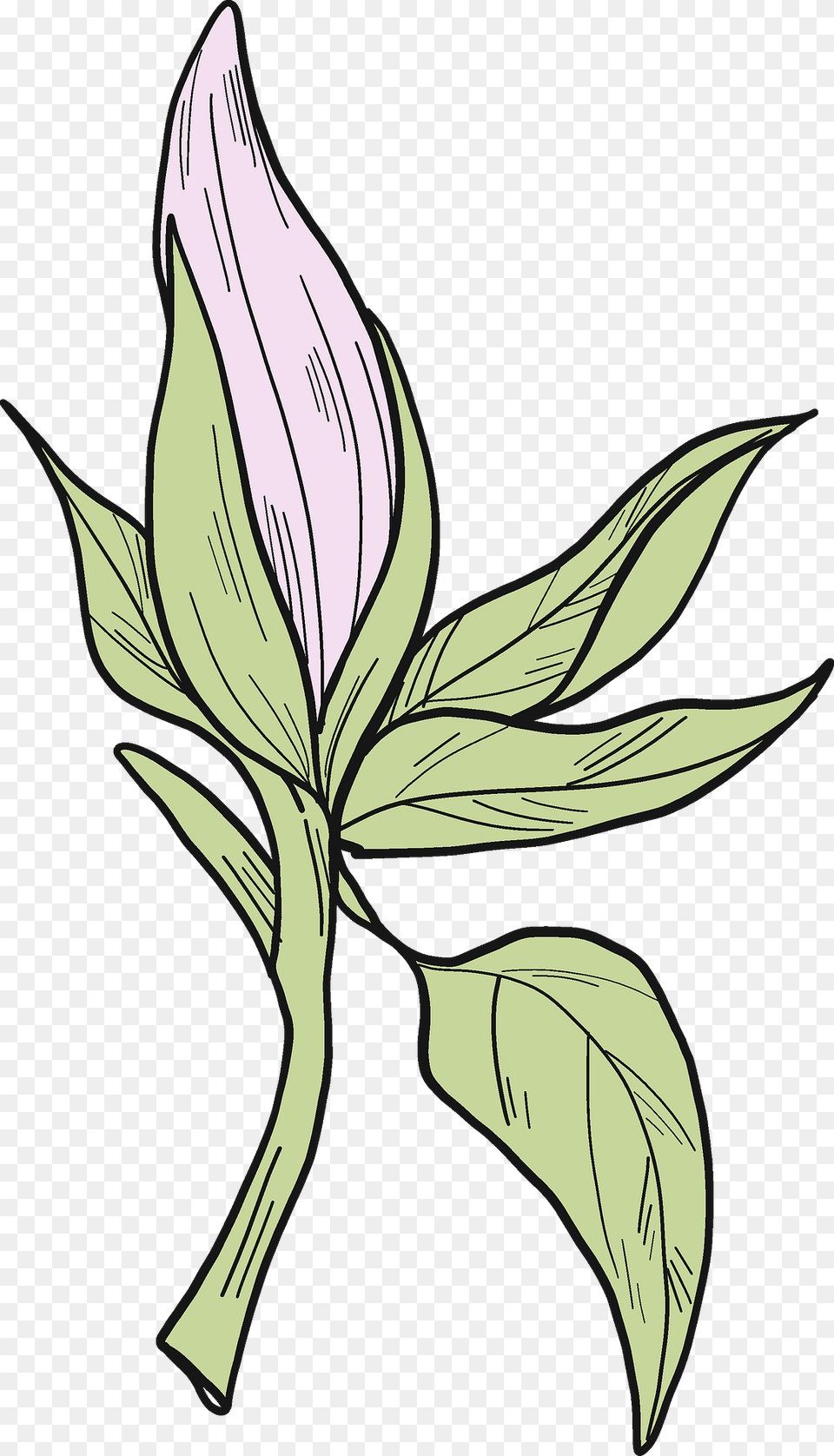 Magnolia Flower Clipart, Art, Plant, Leaf, Graphics Free Png