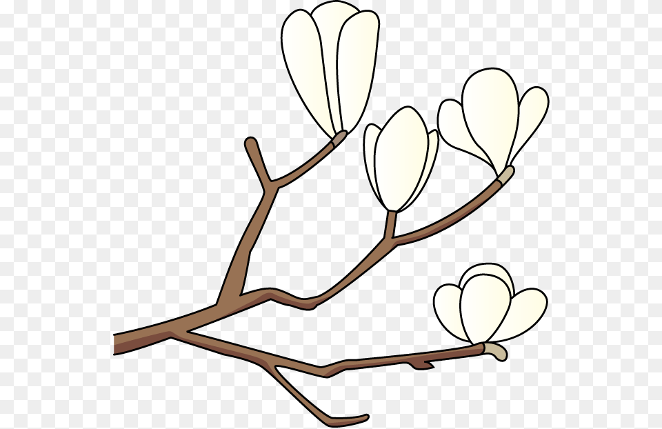 Magnolia Flower Frees That You Can To Clipart, Plant, Leaf, Art, Bud Free Png Download