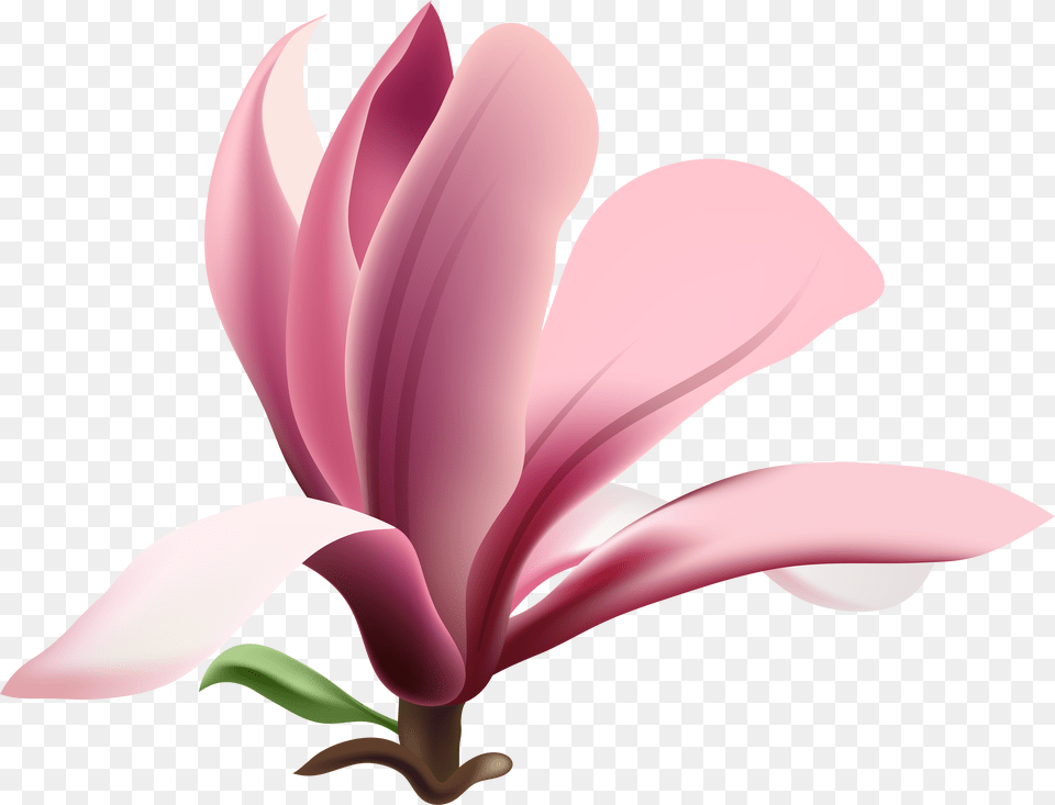 Magnolia Flower Heart Download Pink Petals, Mailbox Free Png
