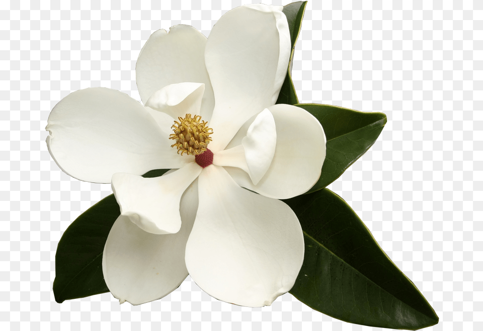 Magnolia Flower Image With No Transparent Magnolia Flower, Petal, Plant, Pollen, Anemone Free Png