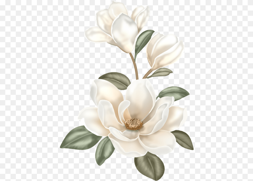 Magnolia Flower Anemone, Petal, Plant, Anther Free Transparent Png