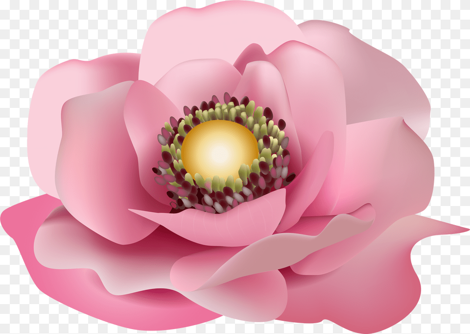 Magnolia Flower Flor Rosa, Anemone, Anther, Petal, Plant Free Transparent Png