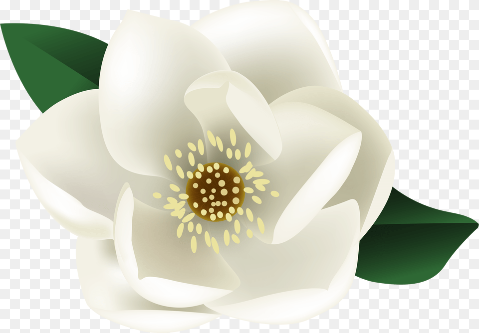 Magnolia Flower White Flowers, Anemone, Anther, Petal, Plant Free Png