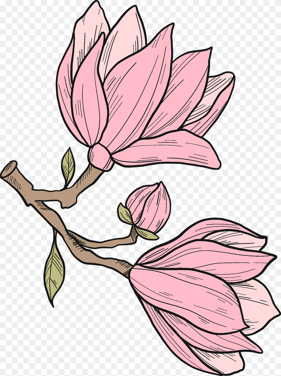 Magnolia Flowers Clipart, Flower, Plant, Petal, Art Free Png