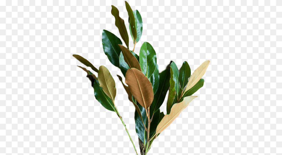 Magnolia Foliage Flower Stories Bay Laurel, Leaf, Plant, Tree Free Png Download