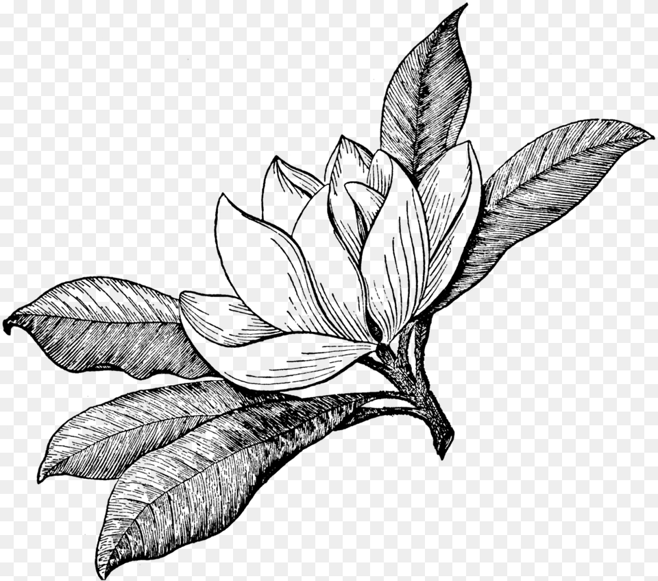 Magnolia Garden And Landscape, Gray Png Image