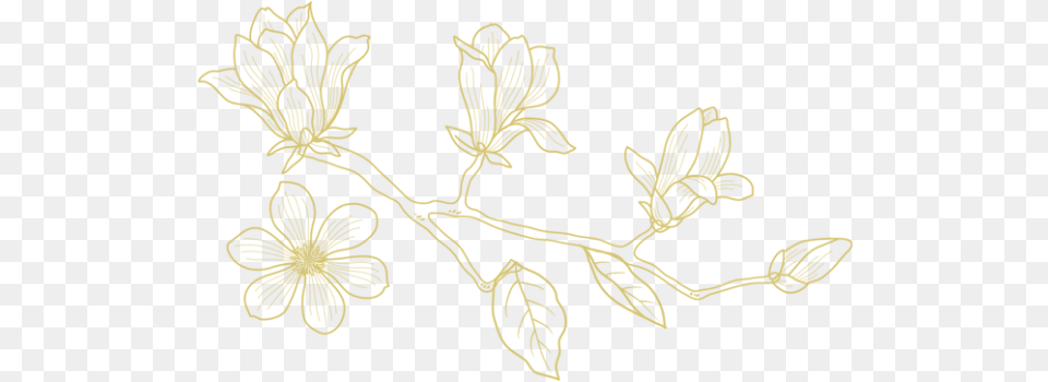 Magnolia Gold Alexandra Meseke Photography Rochester Ny Twig, Leaf, Pattern, Plant, Flower Free Transparent Png