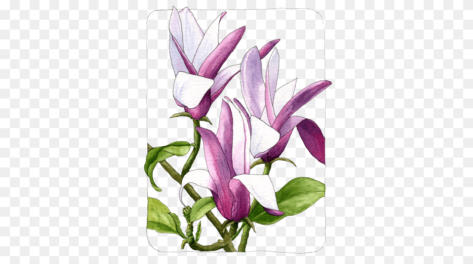 Magnolia Helen Krayenhoff, Flower, Plant, Art, Petal Free Png Download