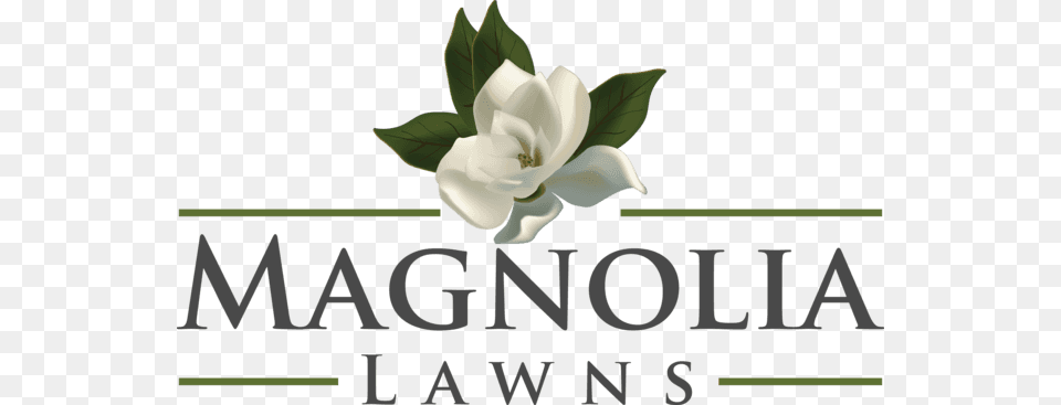 Magnolia Lawns Logo Magnolia, Flower, Plant, Rose, Petal Png