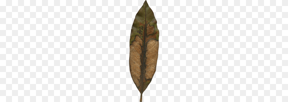 Magnolia Leaf Plant, Tobacco Free Transparent Png