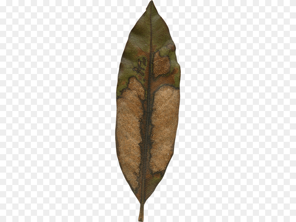 Magnolia Leaf Plant, Tobacco Free Png