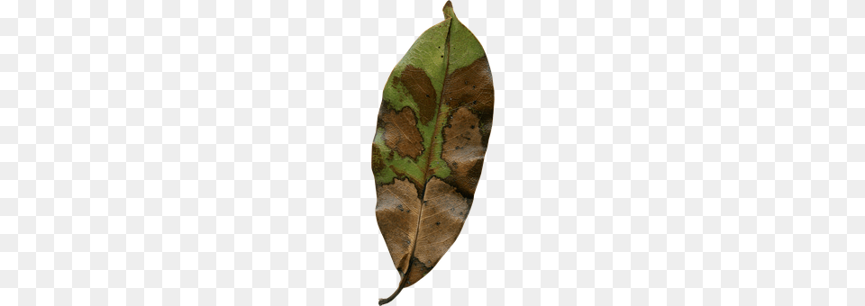 Magnolia Leaf Plant Free Transparent Png