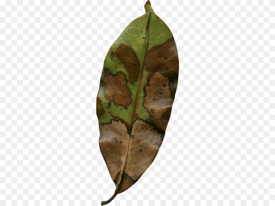 Magnolia Leaf Plant Png Image