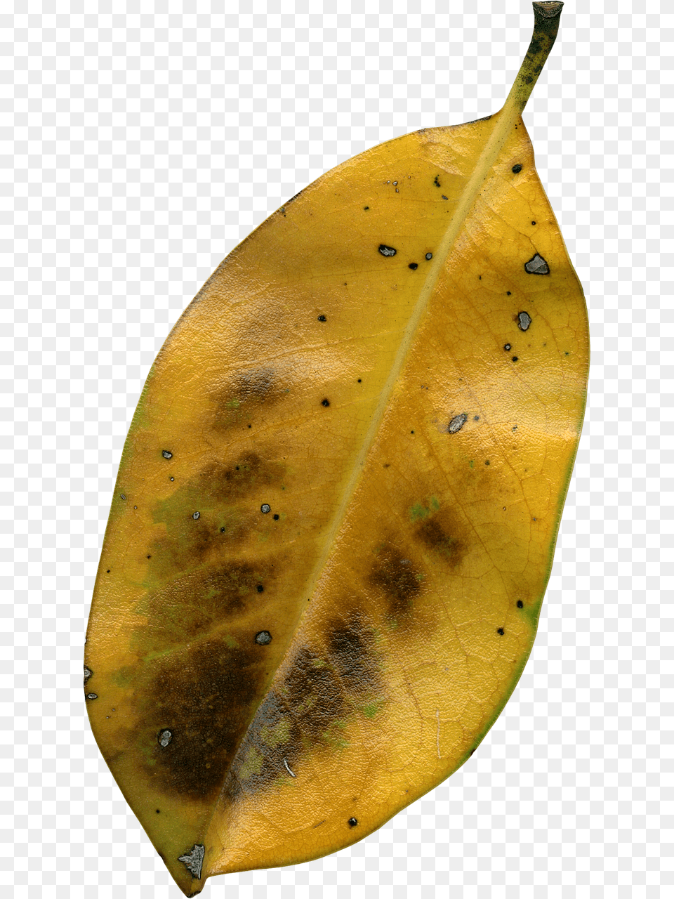Magnolia Leaf Plant, Tree, Animal, Insect Free Png
