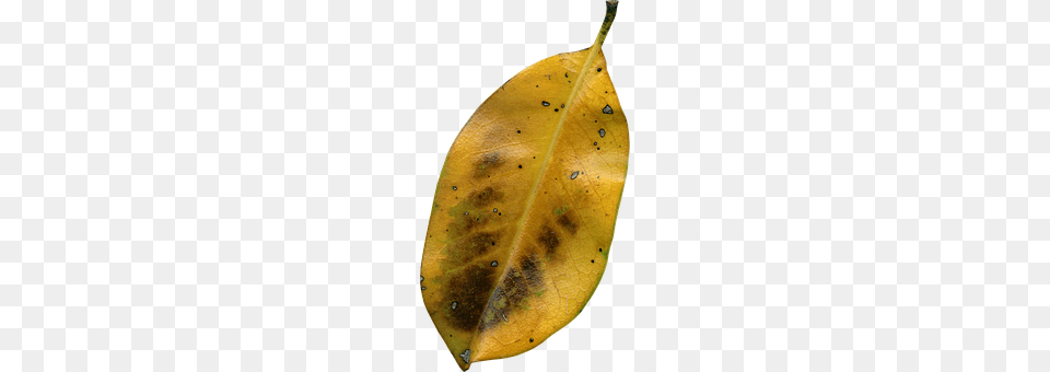 Magnolia Leaf Plant, Tree Png Image