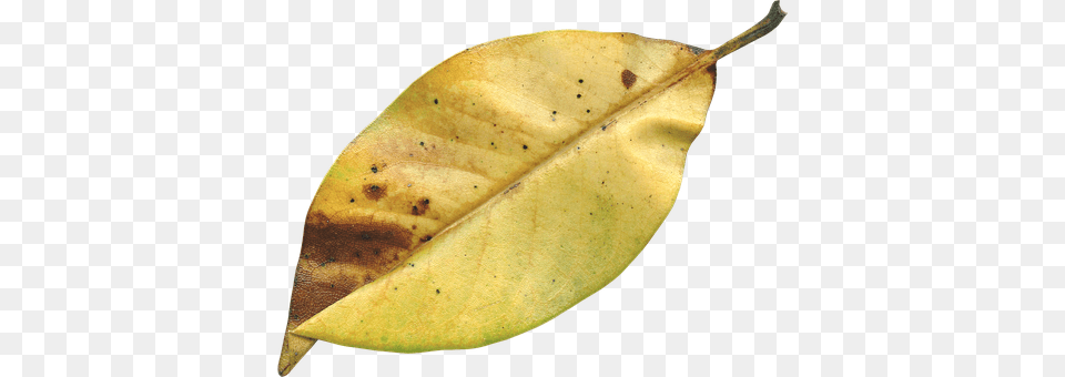 Magnolia Leaf Banana, Food, Fruit, Plant Png Image