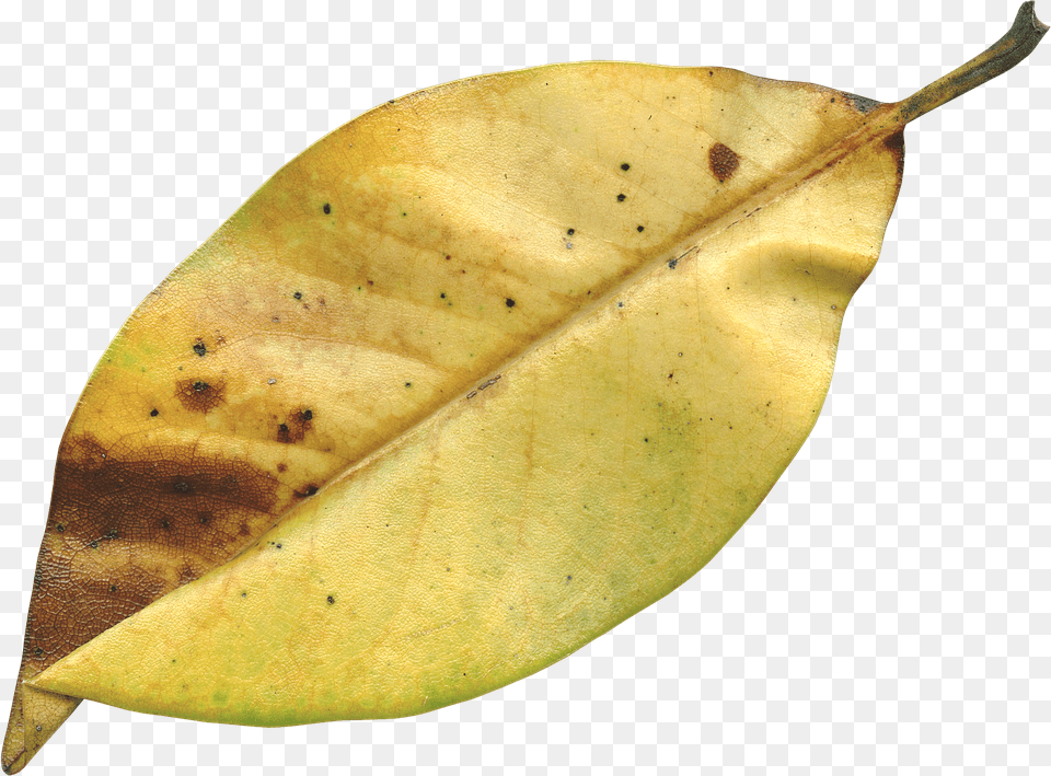 Magnolia Leaf Plant, Tree Free Png