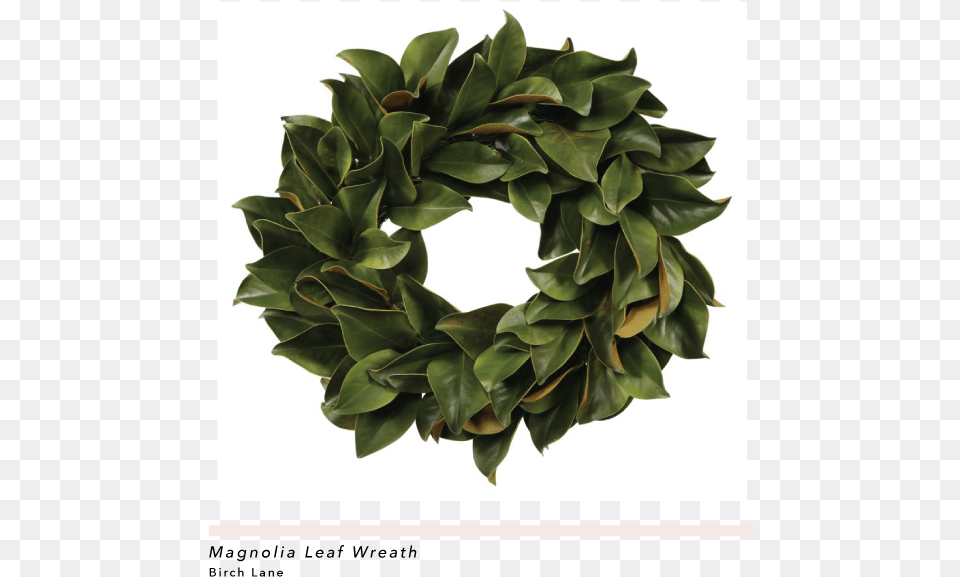 Magnolia Leaf Wreath, Plant Free Png