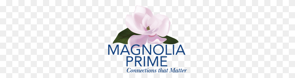 Magnolia Prime Crunchbase, Advertisement, Flower, Plant, Rose Free Png Download