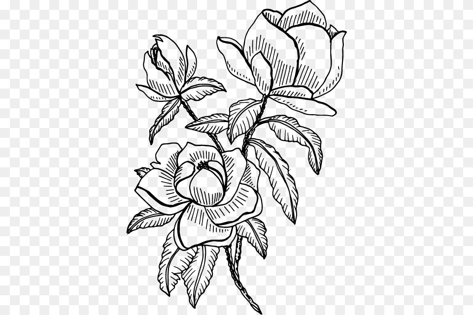 Magnolia Single Flower Illustration, Art, Pattern, Drawing, Floral Design Png Image