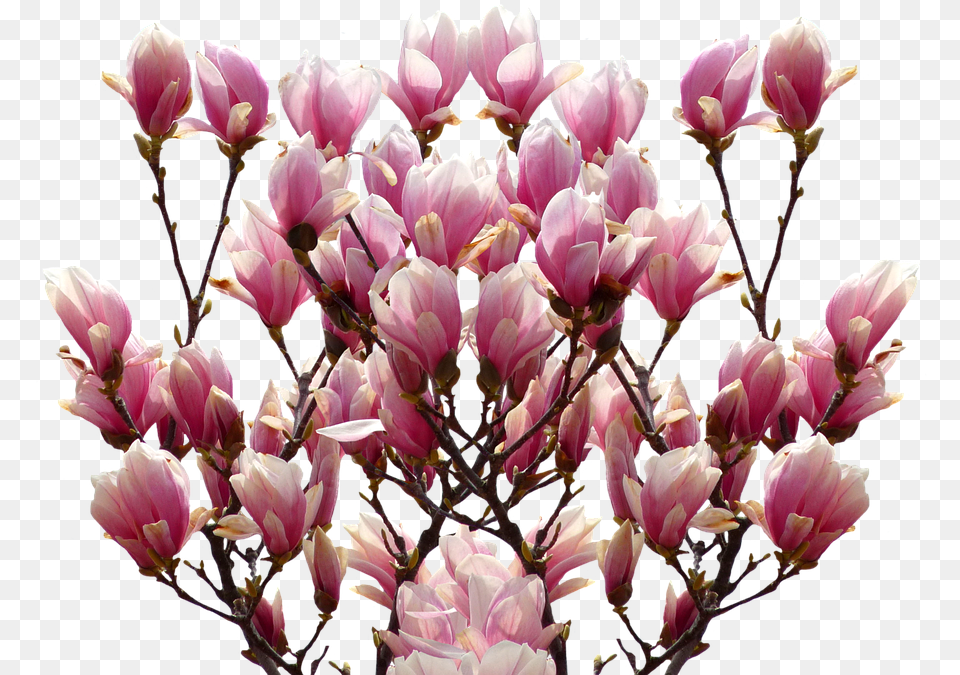 Magnolia Spring Nature Blossom Bloom Pink Bush Magnolia, Flower, Petal, Plant, Flower Arrangement Free Transparent Png
