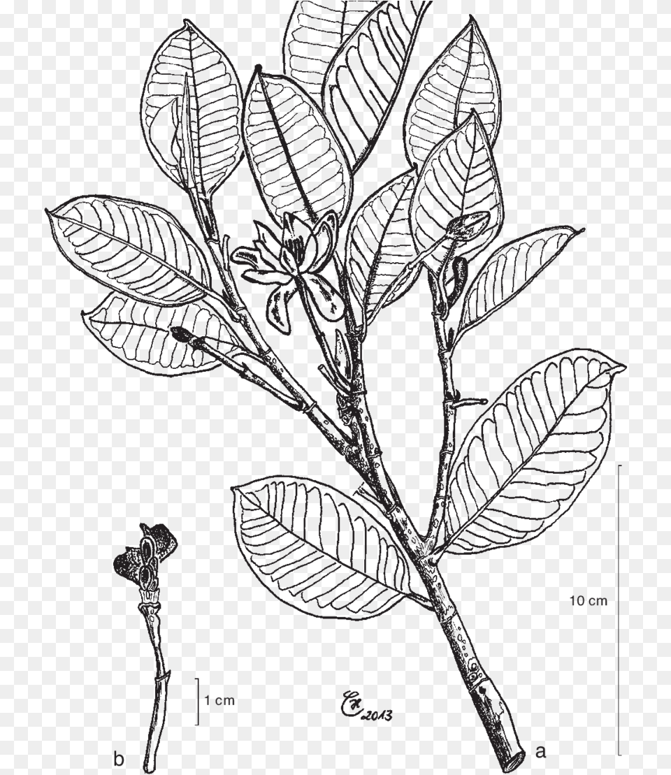 Magnolia Sulawesiana Brambach Noot Maryland Blue Crab Drawing, Leaf, Plant, Art, Annonaceae Png Image