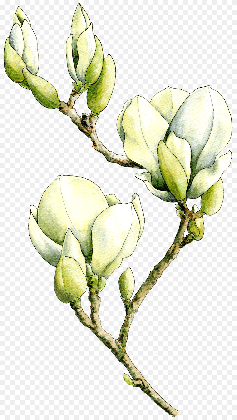 Magnolia Tree Bud, Art, Flower, Plant, Sprout Png
