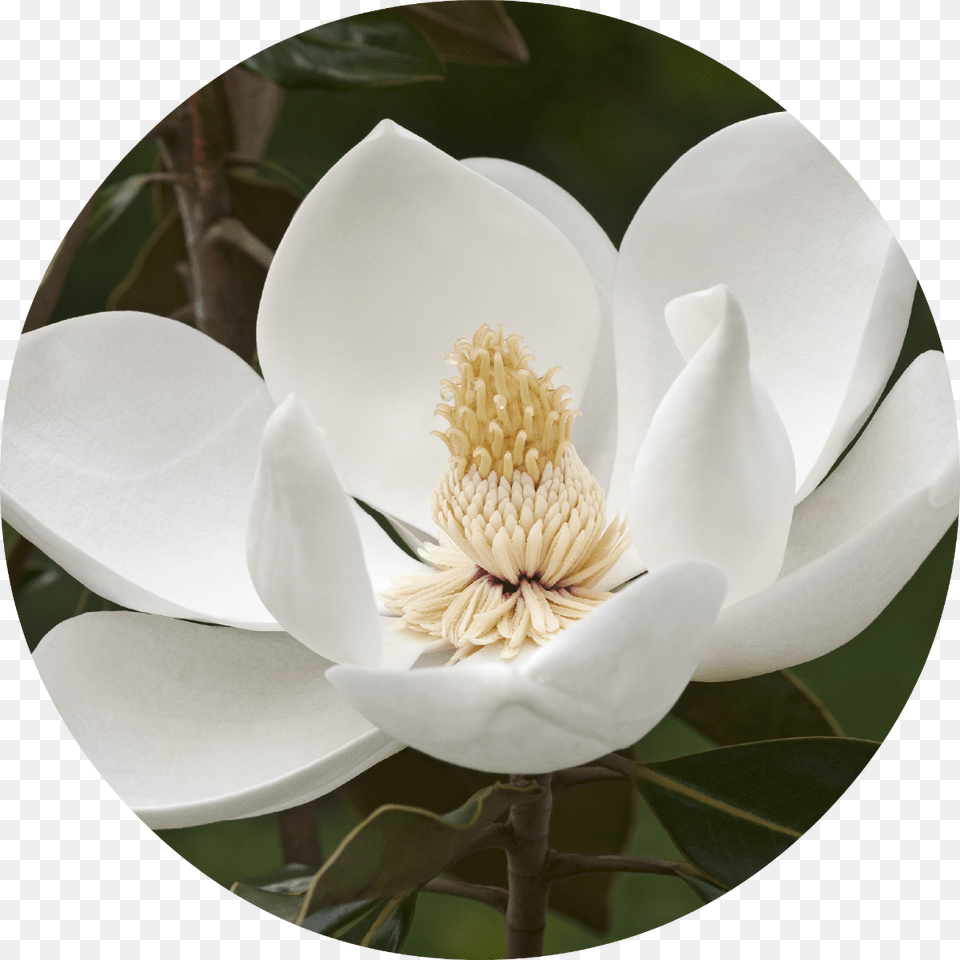 Magnolia Tree Flower, Petal, Plant, Pollen, Anemone Png Image