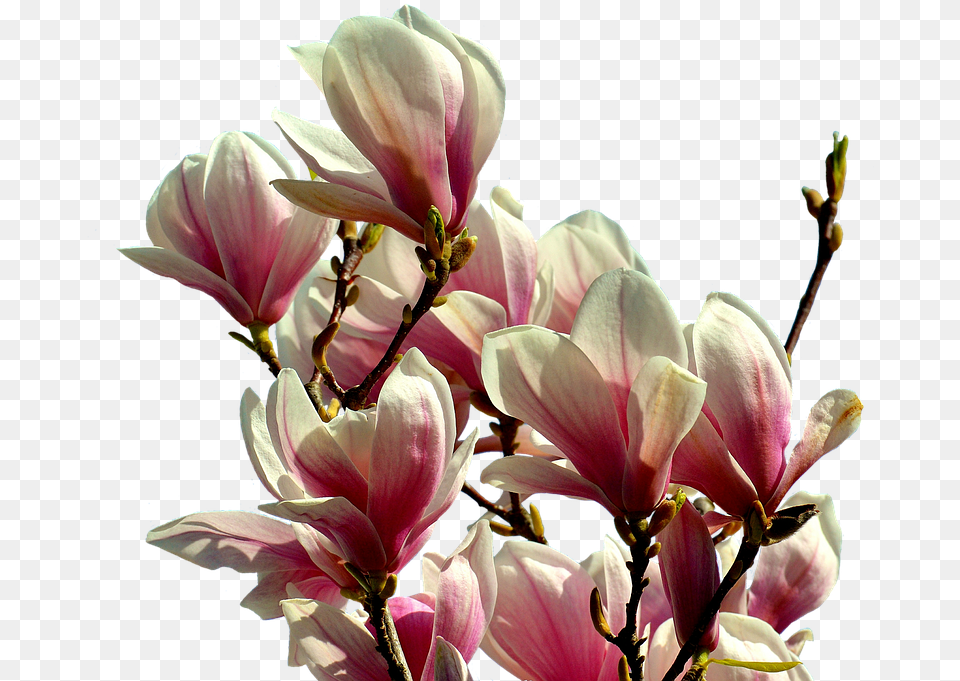 Magnolia Tree Flowers Magnolia Tree Flower, Geranium, Petal, Plant Free Png