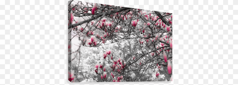 Magnolia Tree In Spring Bloom Canvas Print Cherry Blossom, Bud, Flower, Petal, Plant Free Png Download